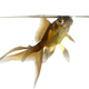 Illustration for article titled How do fish hide in clear waters?